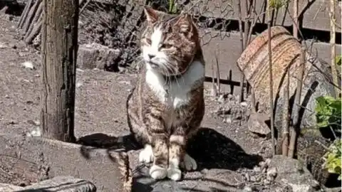 12 Years Later: Finn the Stray Returns to Fill His Owner’s Heart with Joy