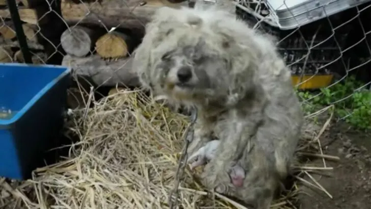 A Chain Around Her Neck Was Restricting Her Ability to Find Food for Her Pups