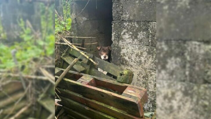 A Depressed Dog Confined in a Filthy Space Finds Joy and Smiles Again After Receiving Love