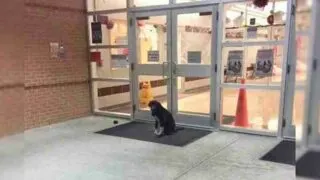A Dog Shows Up at School Daily, Leading a Teacher to Offer Assistance