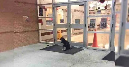 A Dog Shows Up at School Daily, Leading a Teacher to Offer Assistance