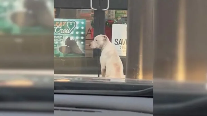 A Gentle Puppy Sat Patiently Outside a Store, Wishing for Someone to Welcome Her Inside and Show Her Compassion