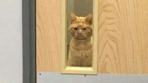 A Man Finds the Grumpiest Cat, Badly Injured, Wandering the Streets of London