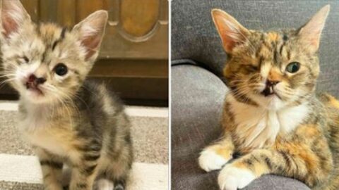 A Story of Resilience: The Stray Cat with a Missing Tooth and a Golden Heart
