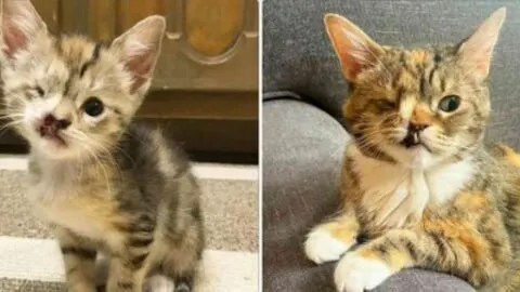 A Story of Resilience: The Stray Cat with a Missing Tooth and a Golden Heart