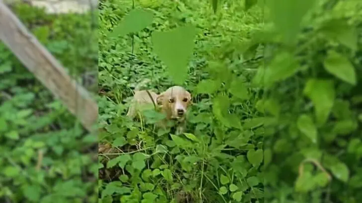 Abandoned Puppy Whimpering for Help Is Ecstatic to See Rescuers