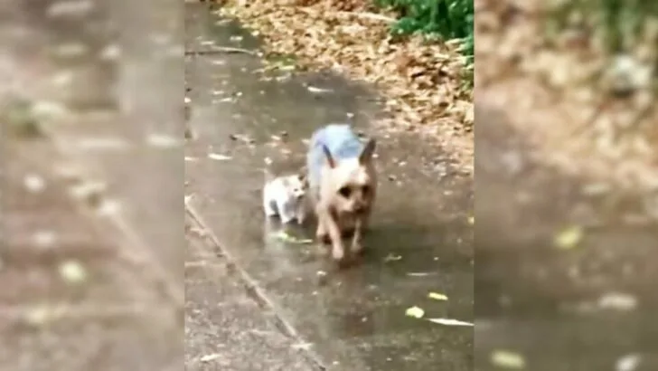 Adorable Yorkshire Terrier Becomes a Hero in His Superhero Costume, Assisting a Homeless Kitten to Find Love