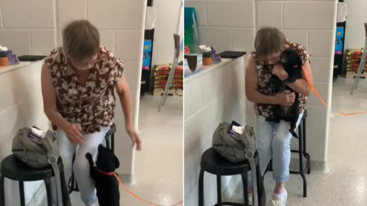 After Giving Up Her Dog for Adoption, a Woman Experiences an Incredible Turn of Events