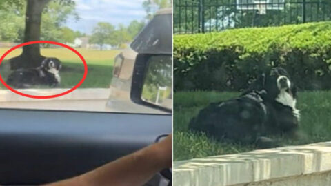 After His ‘Runaway’ Adventure, Dog Delivers a Funny Surprise That Reduces His Mom to Tears
