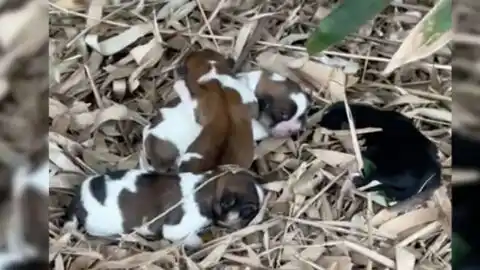 Amazed onlooker Discovers Small, Crying Furry Family Nestled in Leaves