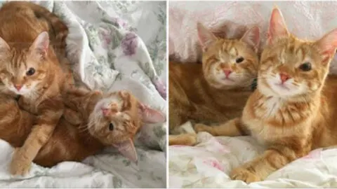 Beth Stern Assists One-Eyed Kitten Siblings in Finding Their Perfect Forever Home