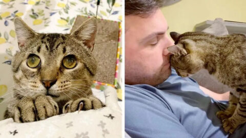 Big-Eyed Kitten Craves Love and Hopes to Find a Permanent Home