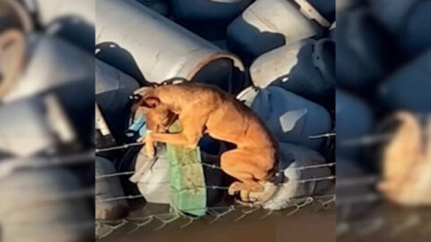 Boat Crew Spots Struggling Pup Trapped in Barbed Wire and Undertakes a Harrowing Rescue Operation