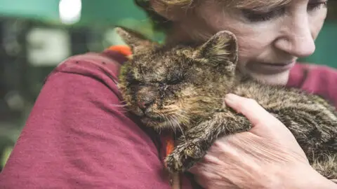 Cat Who Had Never Known Affection Finally Finds Comfort in a Human’s Embrace