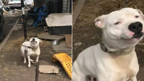 Chained Dog Overwhelmed with Emotion Upon Seeing a Human Approach After a Long Absence