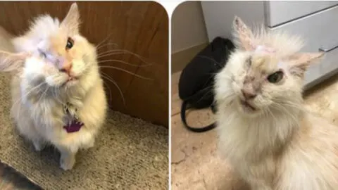 Cherished Cat Advocate for Traumatized Animals, Sir Thomas ‘Tommy’ Trueheart, Finds Serenity on the Rainbow Bridge