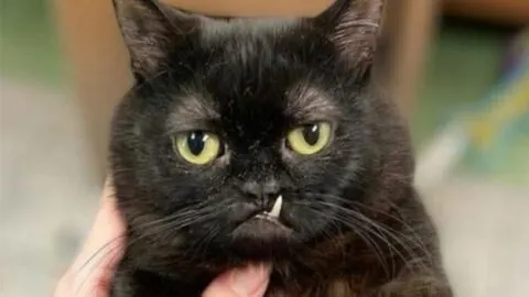 Clinic Cares for Black Cat with Dwarfism and Reveals His Special Appeal