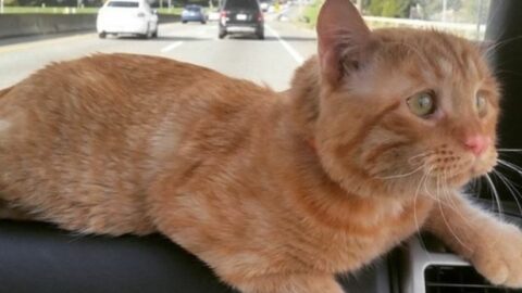 Couple Takes in the ‘Most Depressed Cat’ No One Wanted—Watch the Remarkable Transformation in Just One Hour