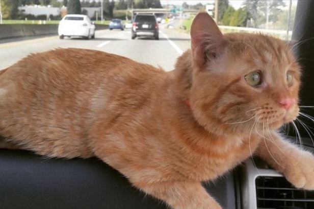 Couple Takes in the ‘Most Depressed Cat’ No One Wanted—Watch the Remarkable Transformation in Just One Hour