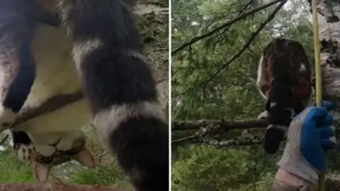 Couple in Despair as Their Cherished Cat Remains Stuck in a Tree for Two Days, Unable to Descend