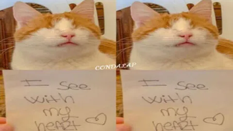 Despite Being an Ugly Cat, I Haven’t Received Any Well-Wishes for My Birthday