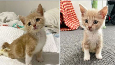 Determined Kitten Overcomes Adversity to Walk Again, Inspiring with Unyielding Spirit