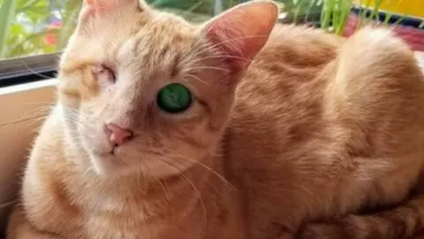 Discover the Resilient Blind Cat Who Flourished on the Streets Despite Losing Her Sight