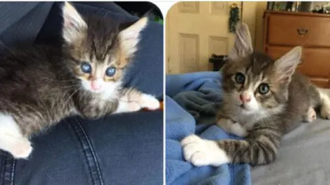 Doctors Forecasted Lifelong Blindness for This Kitty, But She Surpassed the Odds