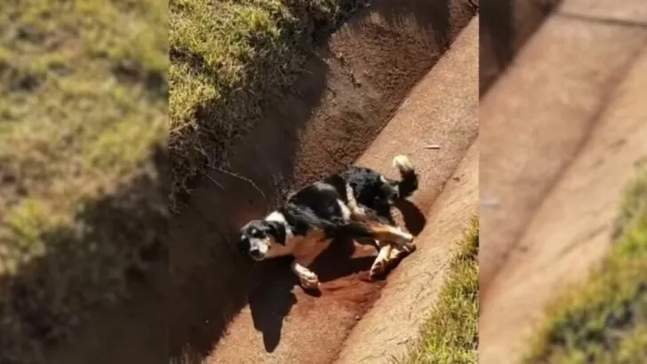 Dog Trapped in a Drain and Wagging His Tail Despite Injuries Inspires Good Samaritans to Rescue Him