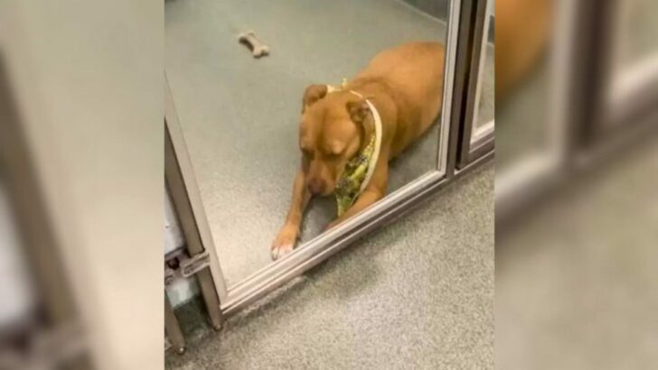 Endless Days and Nights in a Tiny Cage Became Her Worst Nightmare, Leaving Her Branded as the Unwanted Dog