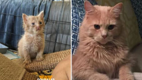 Feral Cat Seeks Help from Man Who Fed Her, Bringing Her Kittens Along—One Year Later