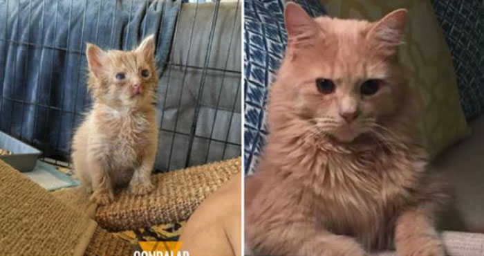 Feral Cat Seeks Help from Man Who Fed Her, Bringing Her Kittens Along—One Year Later