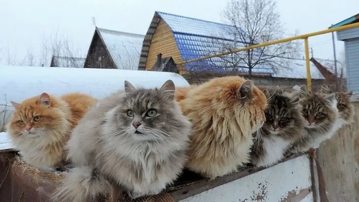 Fluffy Siberian Cats Transform Couple’s Farm into a Snowy ‘Catland