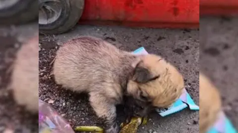 Food-Seeking Puppy Digs Through Trash Until Meeting a Caring Individual