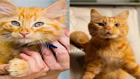 From Struggles to Success: The Inspiring Journey of a Wobbly Kitten