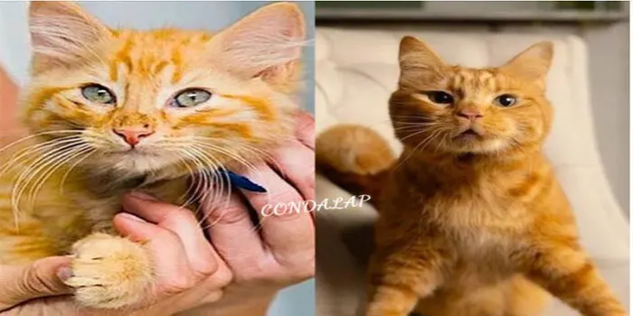 From Struggles to Success: The Inspiring Journey of a Wobbly Kitten