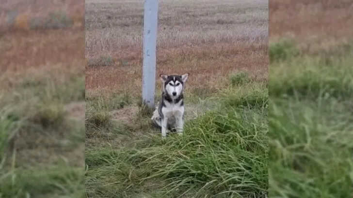 He stood by a traffic sign, his hopeful gaze locked on the road, yearning for the return of his owner