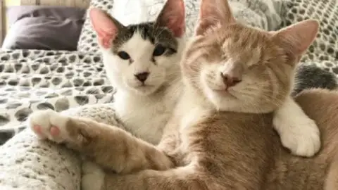 Heartwarming Rescue: Blind Cat’s Journey Leads to a Surprise Reunion with His Brother