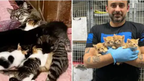 Helping Cats in Need: A Stray’s Journey to Becoming a Farm Cat in New York City