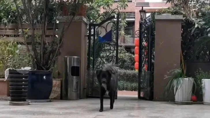 Homeowners Discover a Dog Waiting at Their Doorstep and Uncover Her Surprising Secret