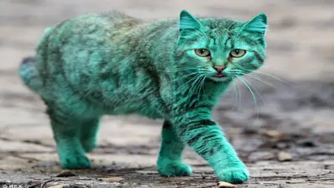 In Varna, Bulgaria, Caring Individuals Provide a Soothing Wash for Emerald Cat