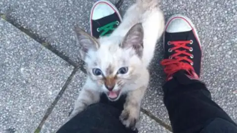 In the Park, a Stray Kitten Selects His Human and Sticks Close