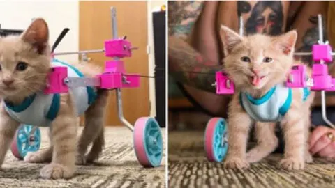 Incredible Results as Paralyzed Kitten Receives Acupuncture Treatment