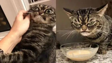 Introducing Grumpy Kitzia: The Cat Who Always Looks Upset