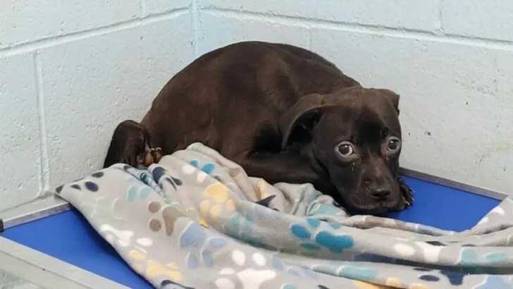 Jennings was an incredibly sweet puppy who deserved all the affection in the world, but instead of receiving love, she endured heartbreak and trauma
