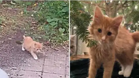 Kitten Ventures into the Backyard for a Snack and Finds His Perfect Happy Ending Instead