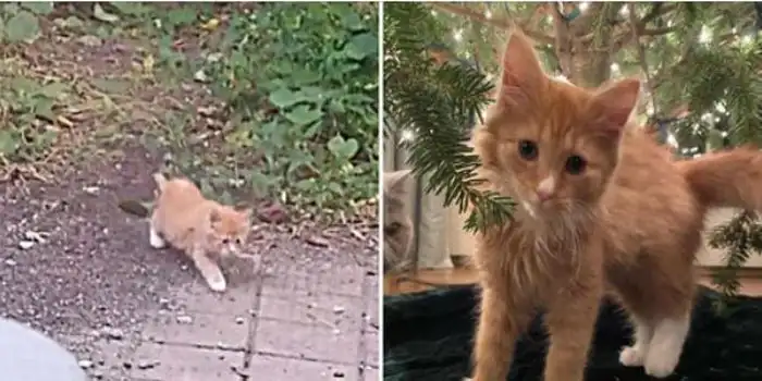 Kitten Ventures into the Backyard for a Snack and Finds His Perfect Happy Ending Instead