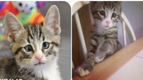 Kitten with Constantly Worried Eyes Wins Hearts with Its Adorable Expression