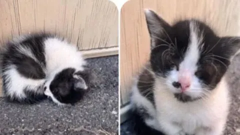 Lonely Kitten Found Embracing Himself Now Spreads Affection to Other Cats