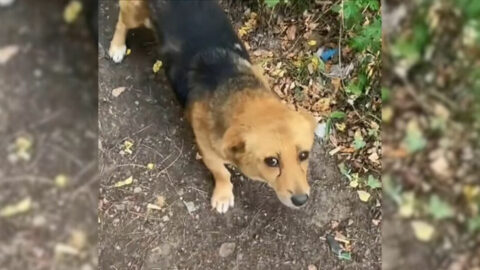 Man Caring for Stray Puppies Finds a Needy Mother Dog and Uncovers a Surprising Revelation